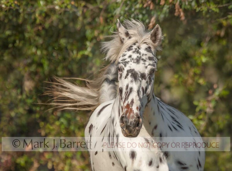 1375-28C.jpg :: adult female Knabstrupper horse mare portrait in motion.  The Knabstrupper is a very rare Dutch breed.