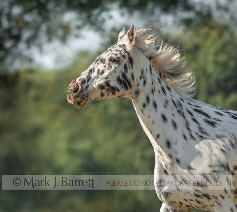 1375-29A.jpg :: adult female Knabstrupper horse mare. The Knabstrupper is a very rare Dutch breed.