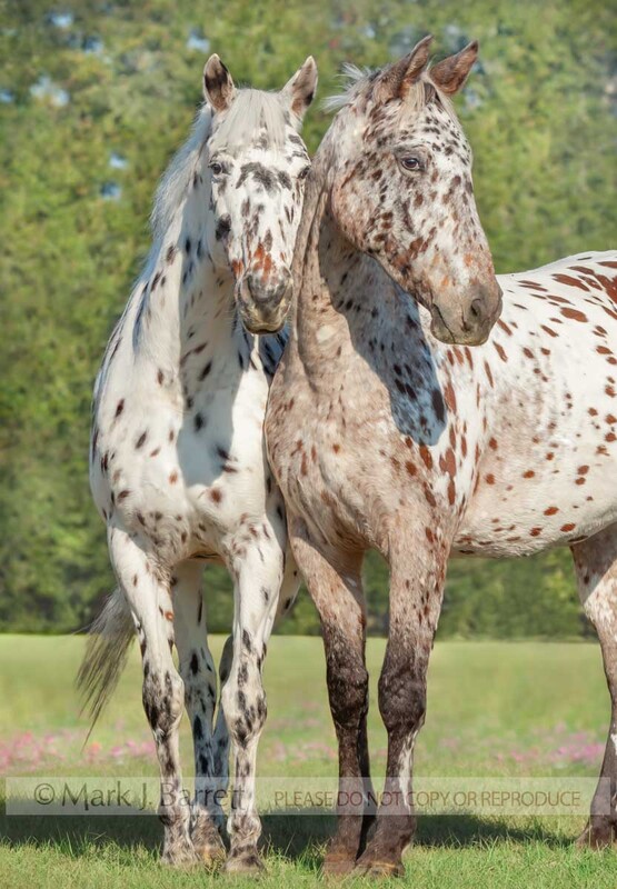 1378-9A.jpg :: Pair of adult female rare Knabstrubber mare horses stand close together in field