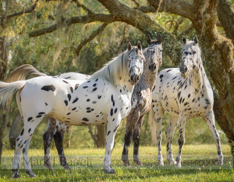 1379-37A(1).jpg :: Three rare Knabstrubber mares