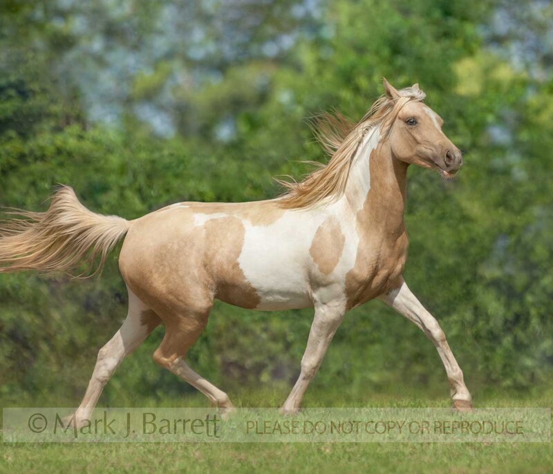 1381-18A.jpg :: adult female Paint  horse mare runs in grass field