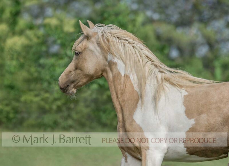 1381-22A(1).jpg :: adult female Paint Horrse filly trots across grass field