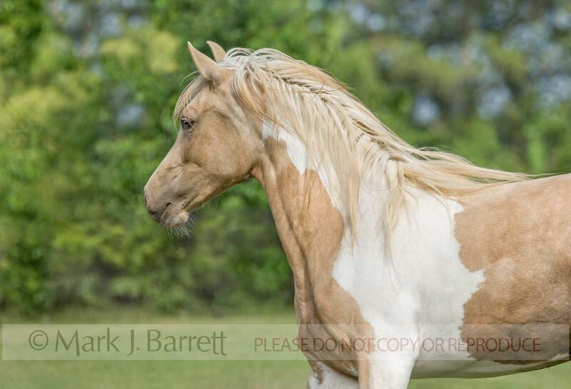 1381-22A.jpg :: adult female Paint Horrse filly trots across grass field