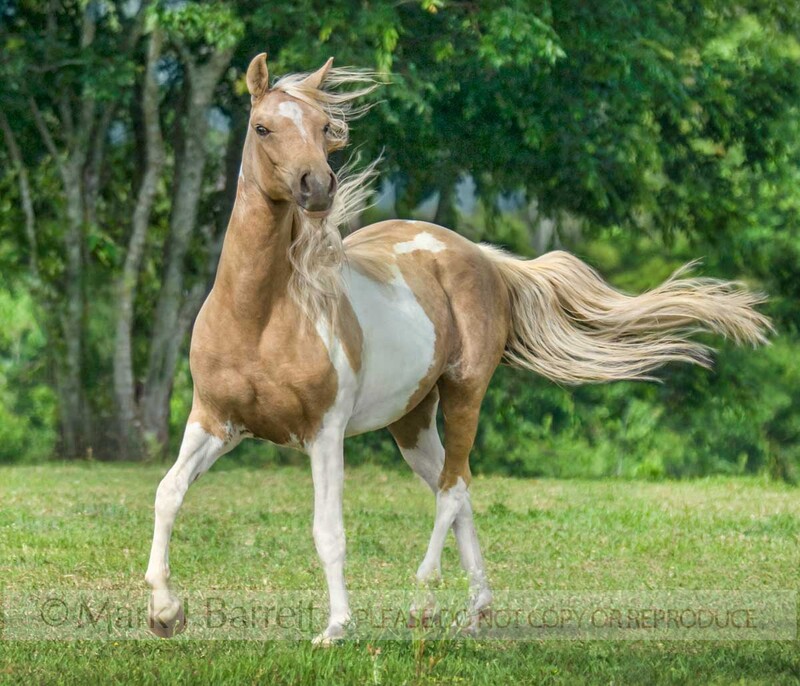 1381-24A(1).jpg :: PintoArabian horse mare