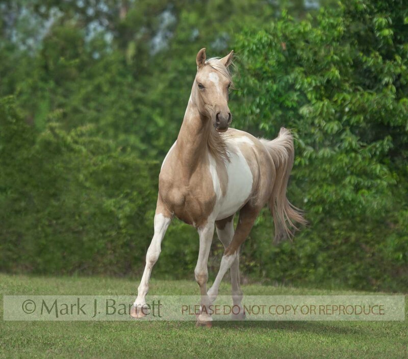 1381-27A.jpg :: juvenile female American Paint horse filly in grass field
