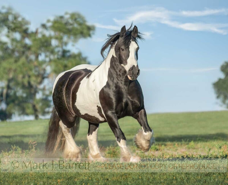 1384-22A(1).jpg :: Adult female Gypsy Vanner Horse mare trots in field with blue sky