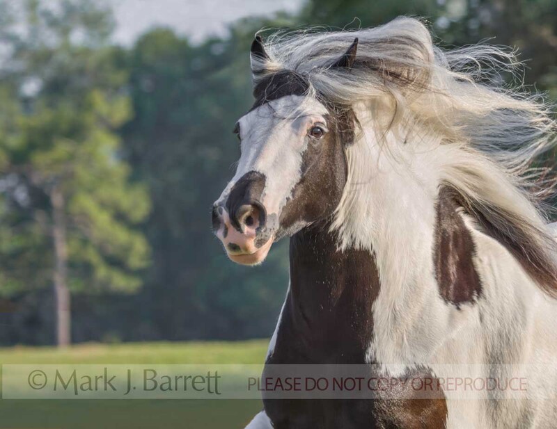 1386-8A(1).jpg :: ADULT FEMALE Gypsy Vanner Horse mare action portrait in field