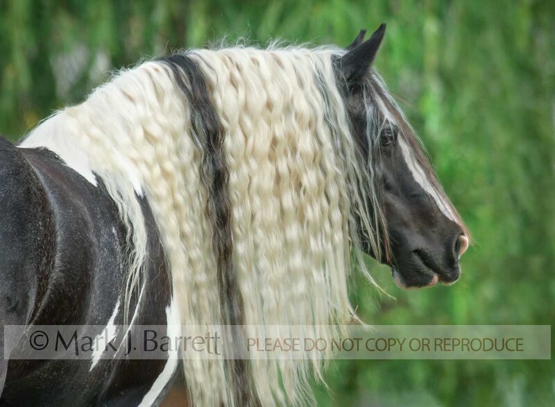 1387-13A.jpg :: adult female Gypsy Vanner Horse mare in field