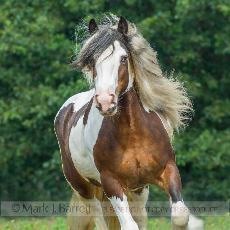1393-7(1).jpg :: Gypsy Vanner Horse mare