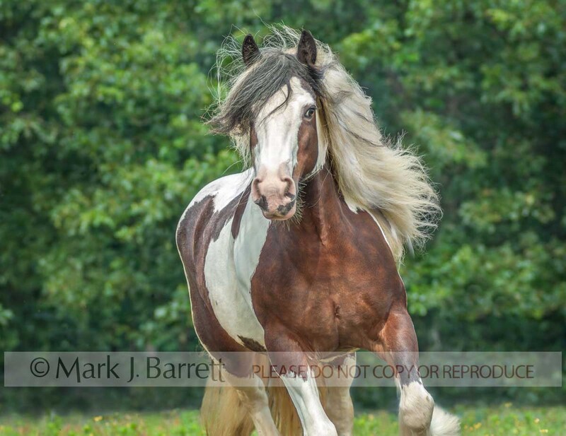 1393-7(2).jpg :: JUVENILE FEMALE Gypsy Vanner Horse mare TROTS HEAD ON IN FIELD