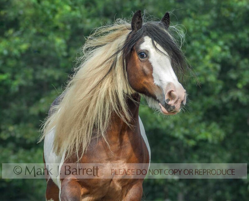 1393-9A(1).jpg :: adult female Gypsy Vanner Horse mare action portrait in field