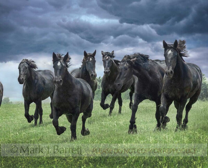 1395-29C.jpg :: herd of black Percheron Draft Horses run to us with dark clouds overhead