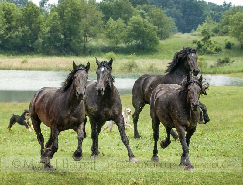 1395-5A.jpg :: Herd of black Percheron Draft Horse mares run through open green fields