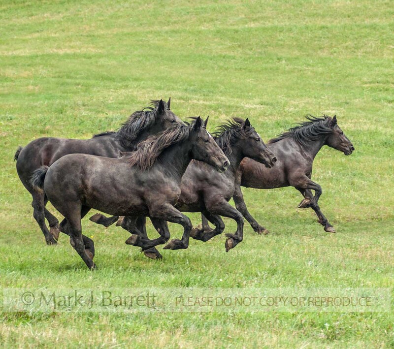 1395-8A.jpg :: Herd of adult black Percheron Draft Horses run through open green field