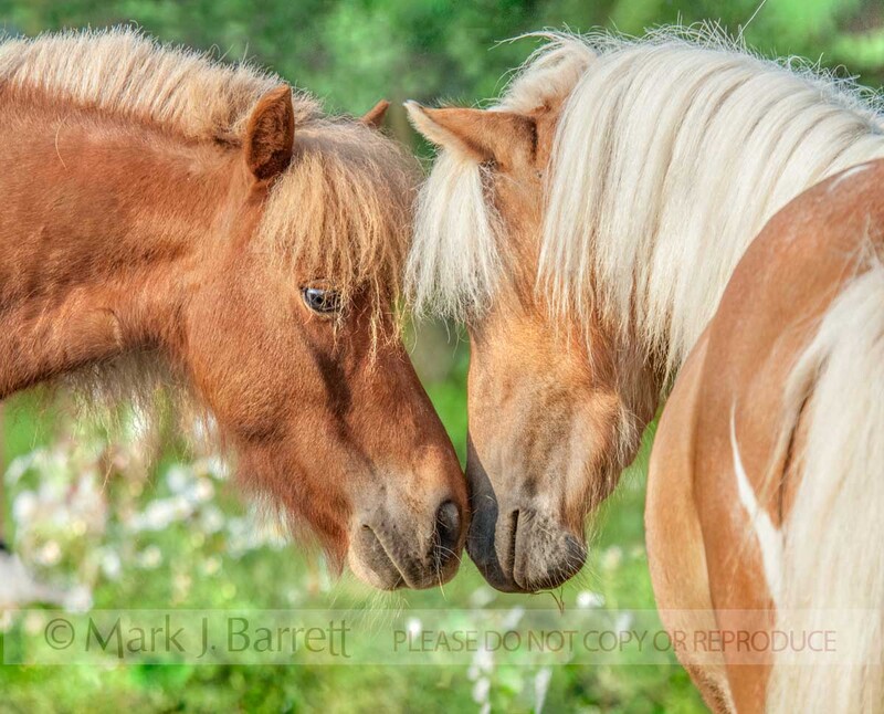 1396-1(1).jpg :: Miniature Horse mares
