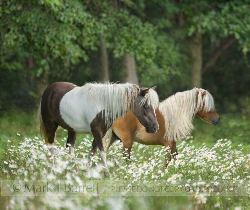 1396-5A.jpg :: Two adult ponies walk through wildflower meadow field