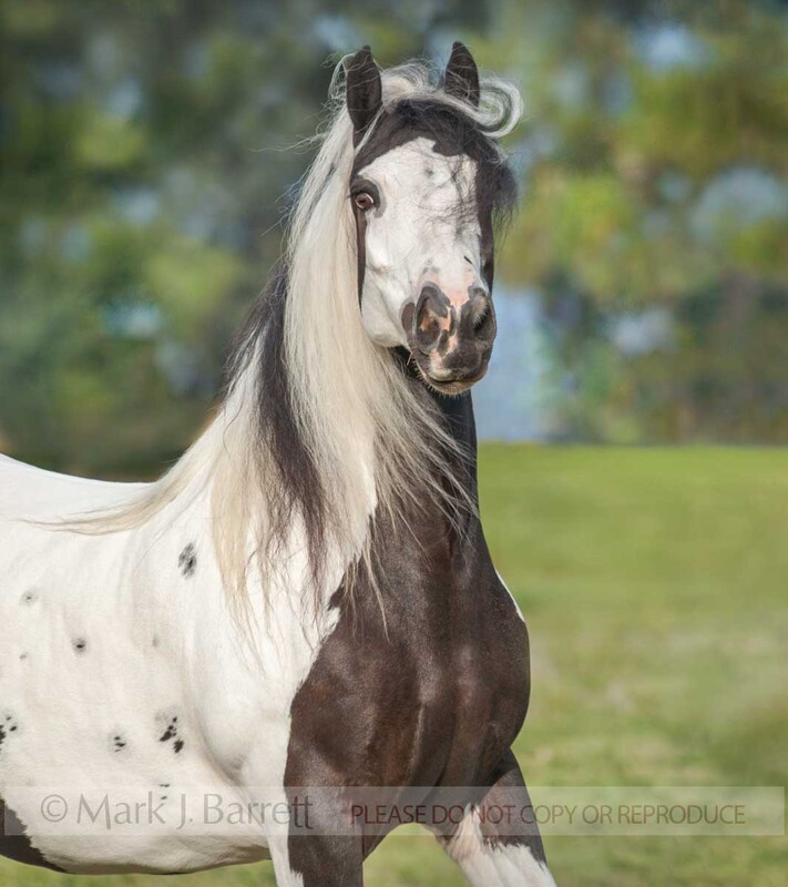 1399-25A(1).jpg :: adult female Gypsy Vanner Horse mare portrait in field