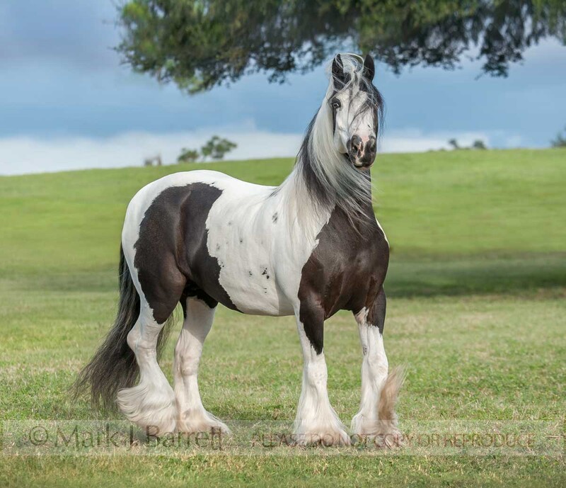 1399-3A(1).jpg :: adult female Gypsy Vanner Horse mare in grass field