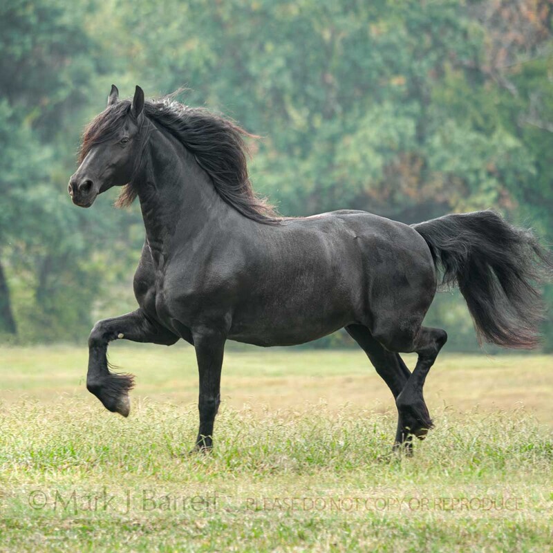 1400-13B.jpg :: adult female  Friesian Horse mare trots across green field
