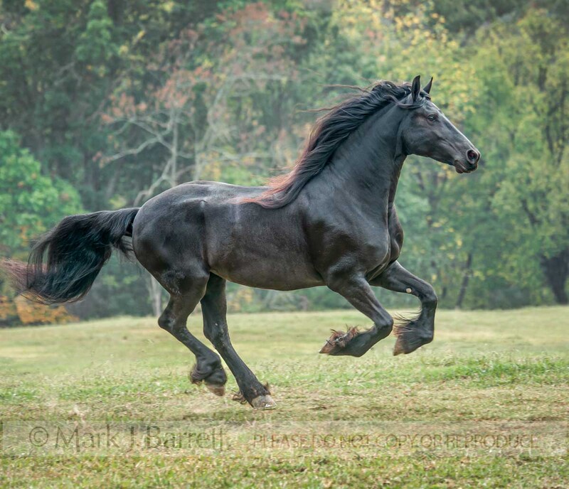1400-18(1).jpg :: adult female Friesian Horse mare gallops across autumn field