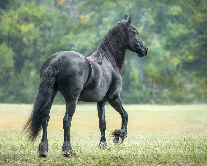 1400-7(1).jpg :: Friesian Horse mare