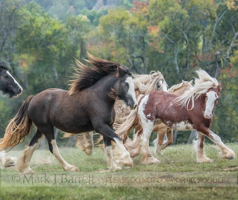 1401-11A.jpg :: Gypsy hose mares