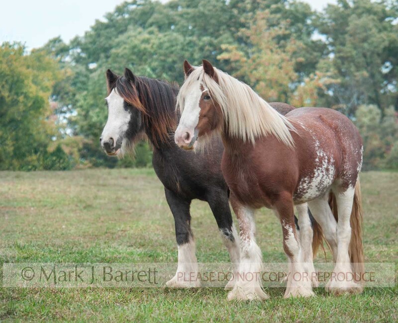 1401-19.jpg :: Gypsy hose mares