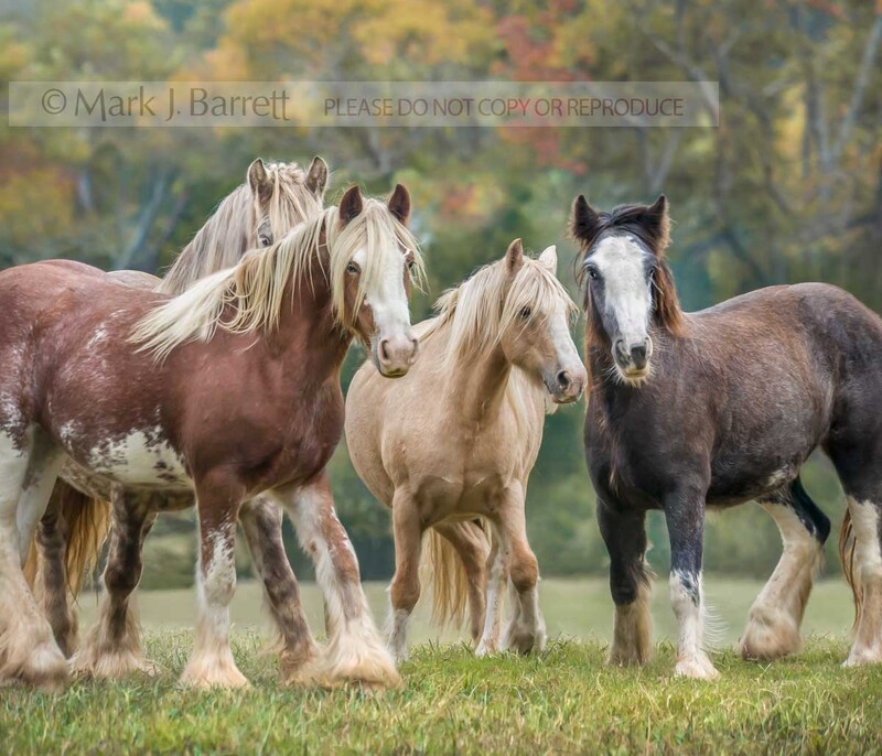 1401-35A(2).jpg :: Gypsy hose mares