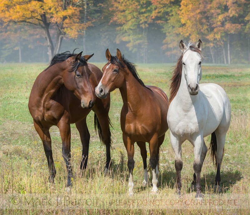 1404-8(3).jpg :: Group of Tennessee Walking Horse mares in pasture with autumn foliage