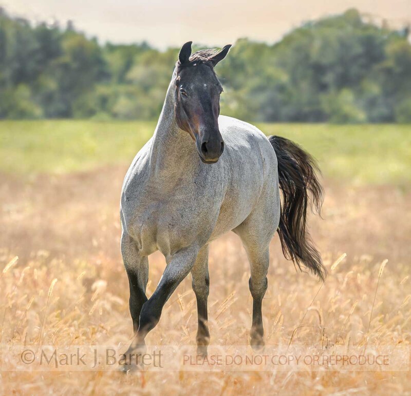 1407-4A(1).jpg :: Blue roan Quarterhorse mare