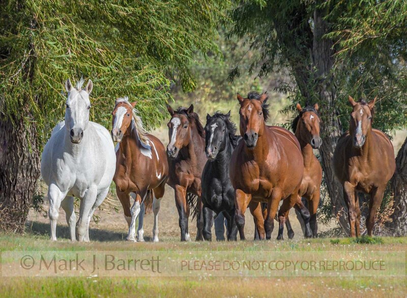 1409-1B.jpg :: Herd of Quarter Horse mares gallop toward us