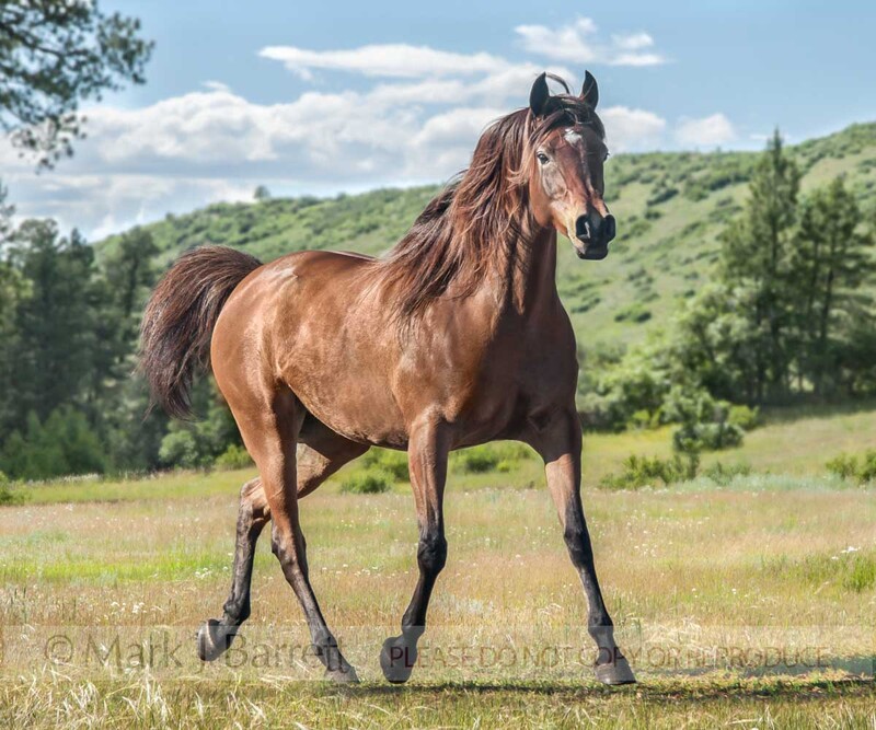 1411-12A.jpg :: adult femaleArabian Horse mare