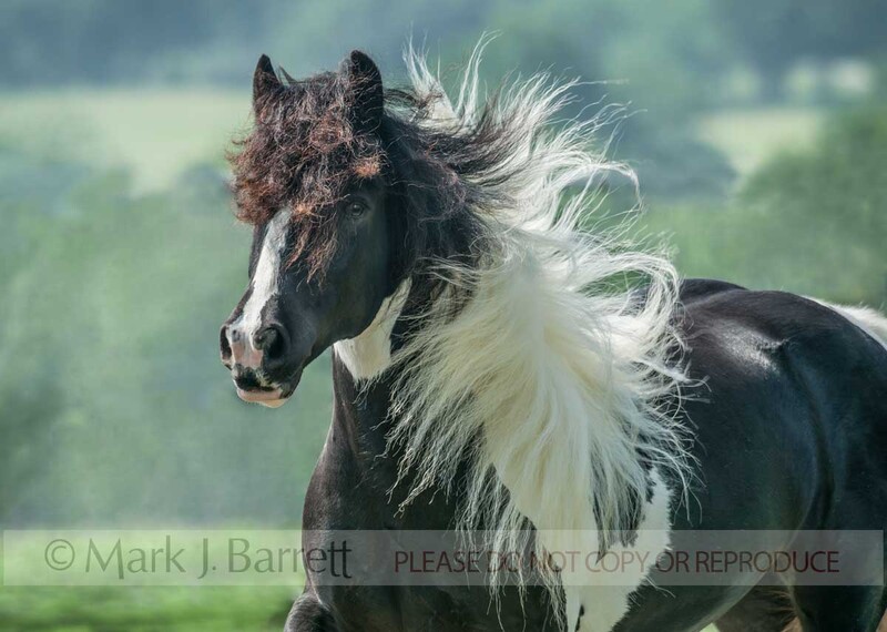 1415-14.jpg :: action head portrait of adult female Gypsy Vanner Horse filly running