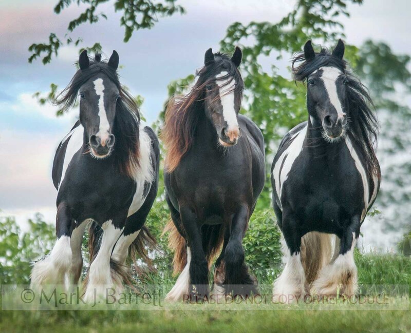 1420-6.jpg :: Three Gypsy Vanner Horse mares run over grass rise to us