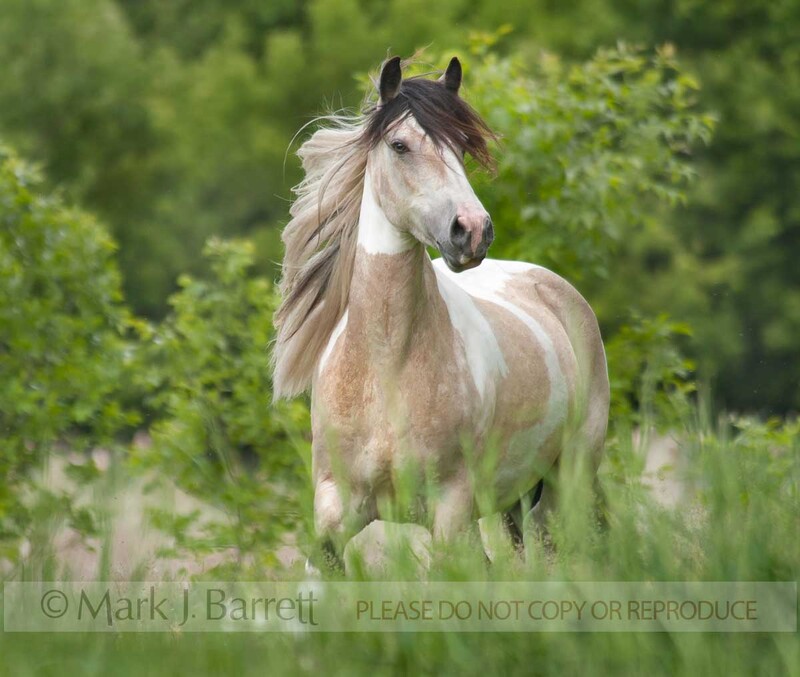1425-2(1).jpg :: Gypsy Horse mare