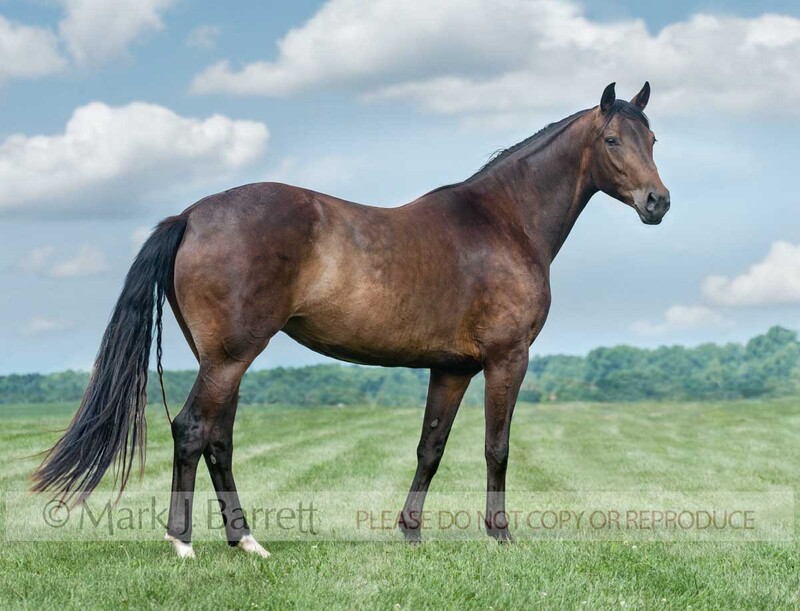 1430-19A.jpg :: adult female Hanovarian mare sport horse standing in grass field with blue sky and clouds