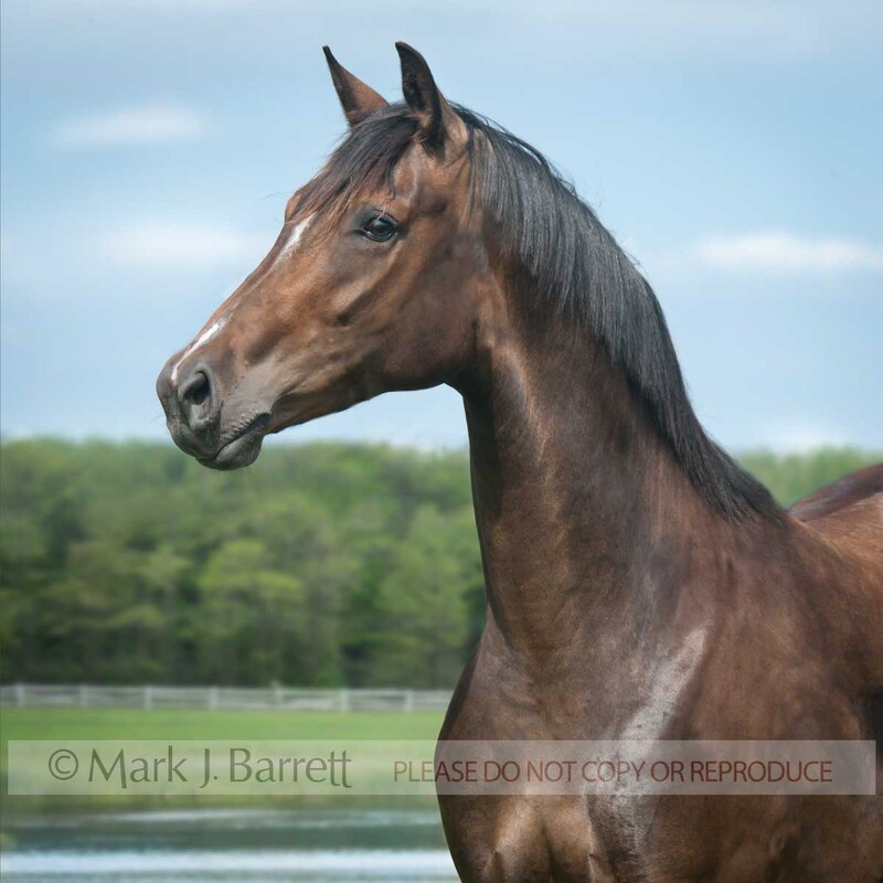 1430-1A(1).jpg :: High Point Hanovarians, Angela Barilar - Purina