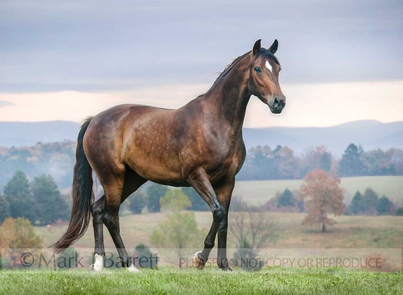 1430-22B(1).jpg :: High Point Hanovarians, Angela Barilar - Purina