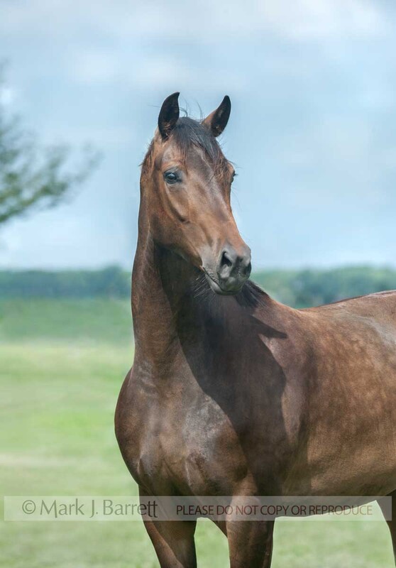 1430-6.jpg :: adult female Hanovarian horse mare portrait in field