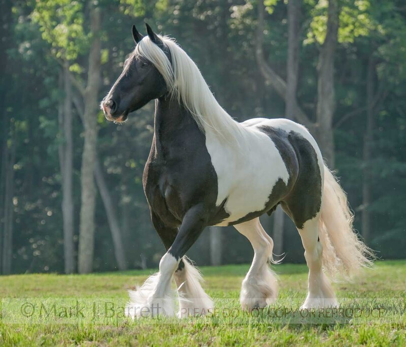 1432-33(1).jpg :: Gypsy Vanner Horse mare
