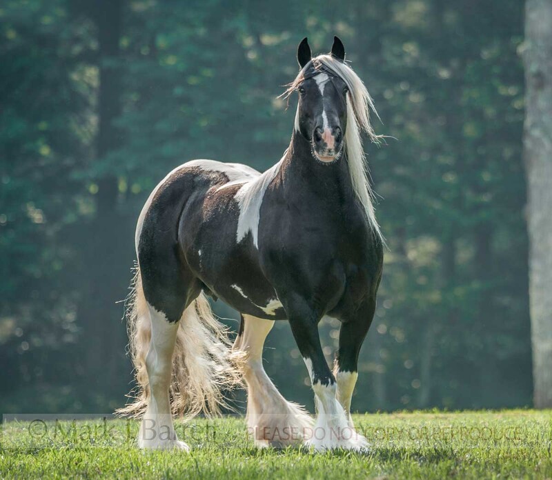 1432-42-Edit(1).jpg :: adult female Gypsy Vanner Horse mare on grass lawn with trees