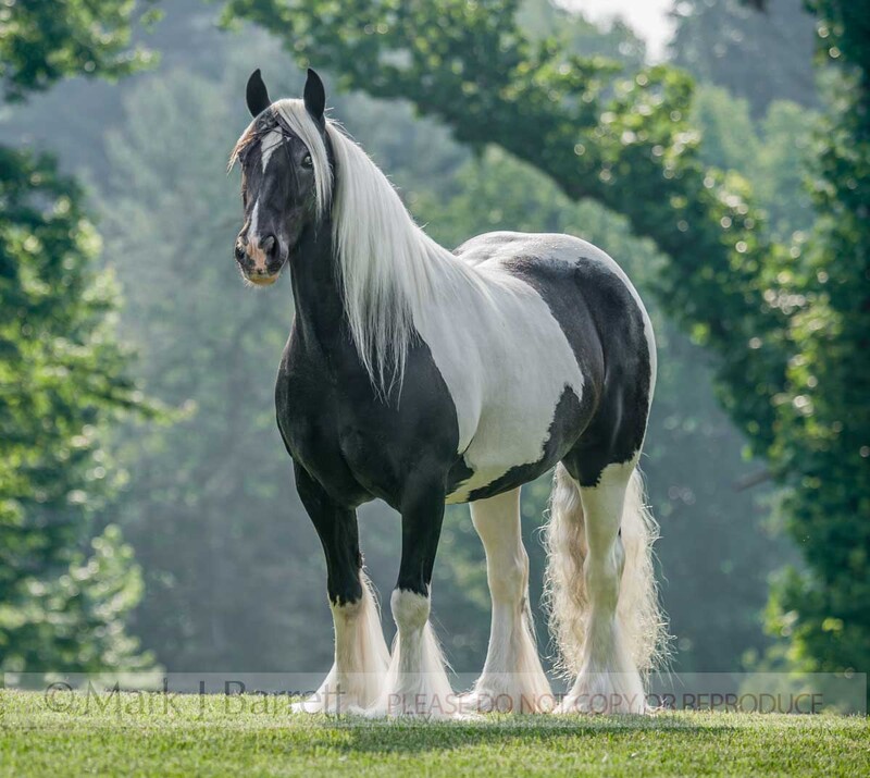 1432-9A.jpg :: adult female Gypsy Vanner Horse mare on grass lawn with trees