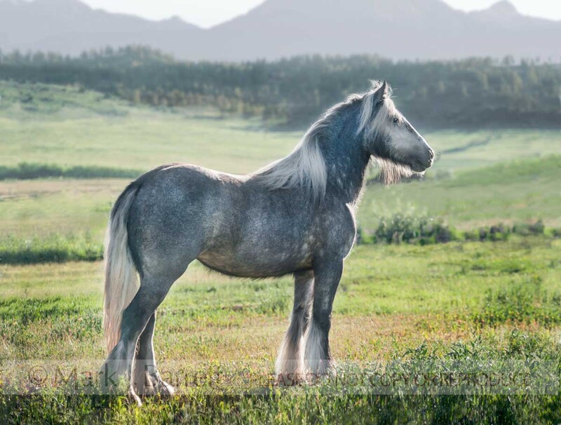 1441-5A(1).jpg :: Gypsy Vanner Horse mare