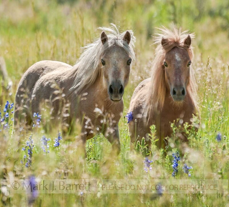 1446-1A.jpg :: adult female Shetland Pony mares in field of tall grasses and wildflowerss