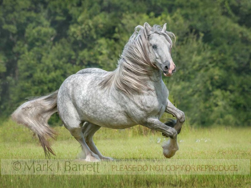 1451-17(1).jpg :: Adult female Gypsy Vanner Horse mare on grass lawn with trees