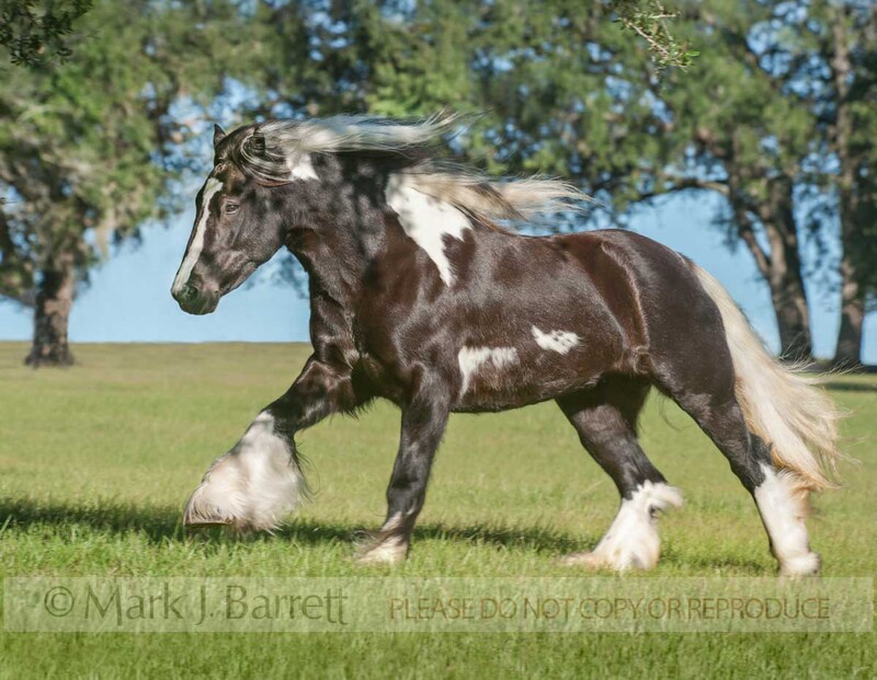 1453-15(1).jpg :: adult female Gypsy Vanner Horse mare gallops across grass field