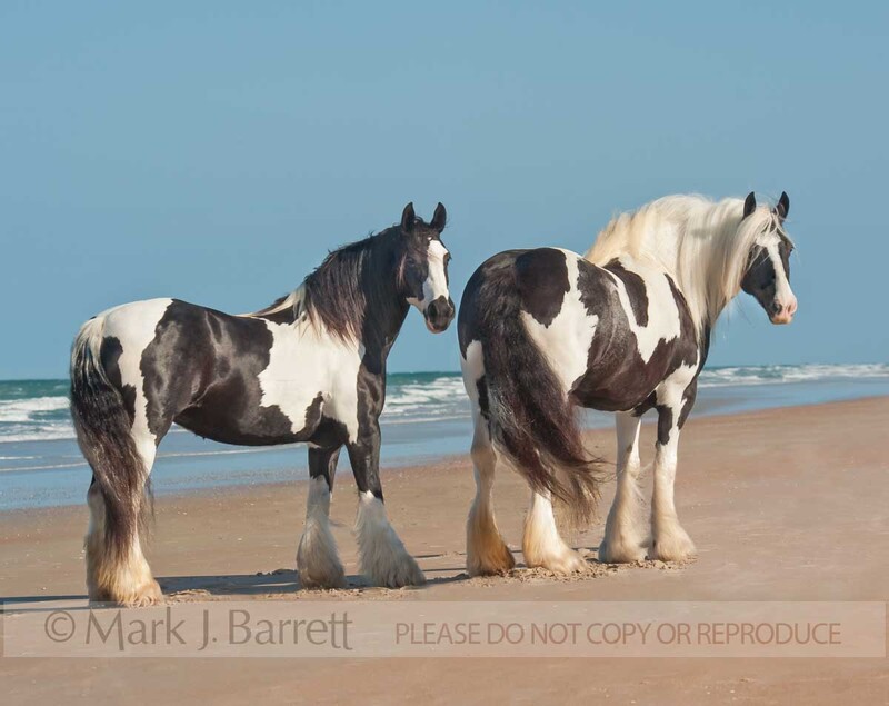 1455-18.jpg :: Gypsy Vanner Horse mares on ocean shore