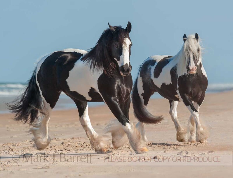 1456-30A.jpg :: Gypsy Vanner Horse mares on ocean shore.  \