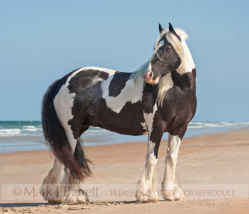 1457-9A.jpg :: Gypsy Vanner Horse mare on ocean shore.  \