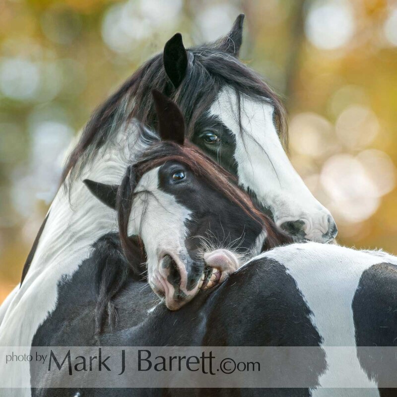 1458-134B(1).jpg :: Gypsy Vanner Horse mares groom each other and socialize